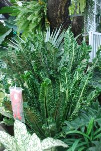 Plant show 2012 (59).JPG